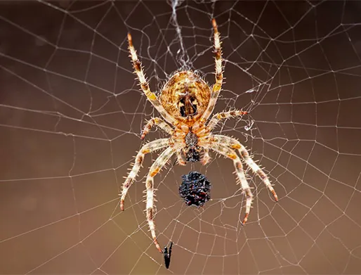 Dedetização de Aranhas no Centro SP